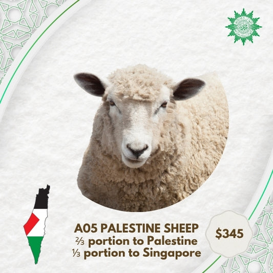 A05 Palestine Sheep (2/3 to Palestine, 1/3 to Singapore)