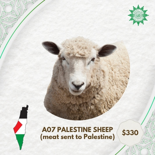 A07 Palestine Sheep (meat sent to Palestine)
