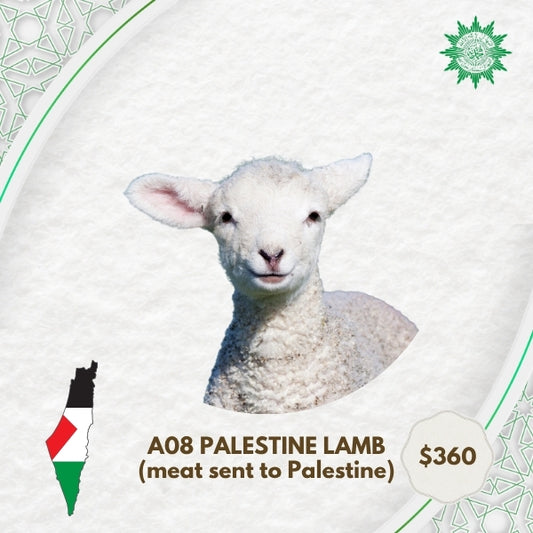 A08 Palestine Lamb (meat sent to Palestine)