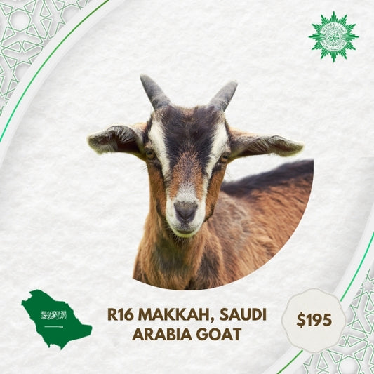 R16 Makkah Saudi Arabia Goat