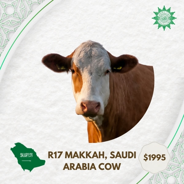R17 Makkah Saudi Arabia Cow