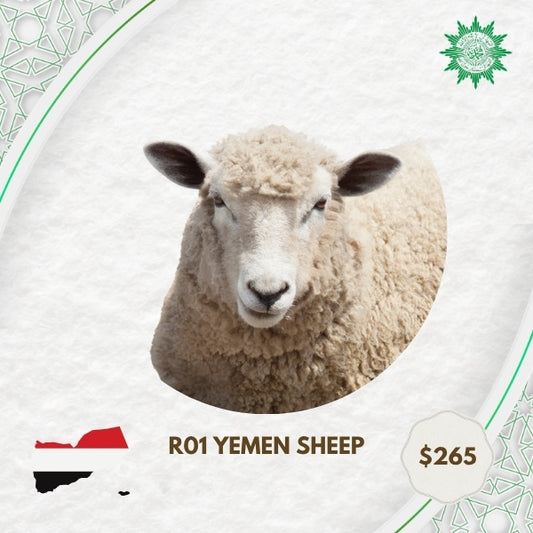 R01 Yemen Sheep