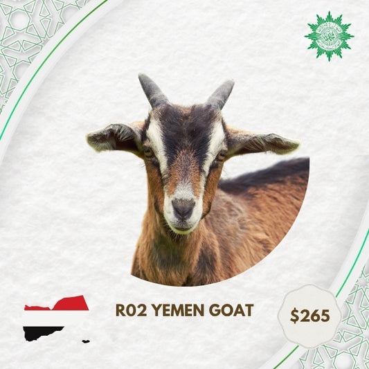 R02 Yemen Goat