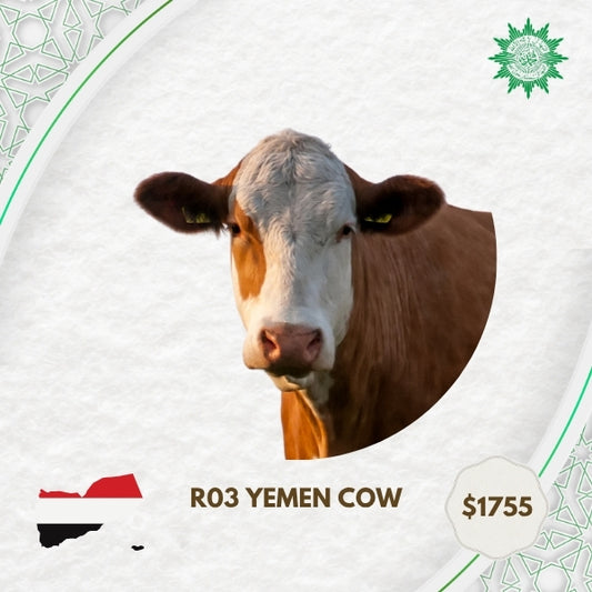 R03 Yemen Cow