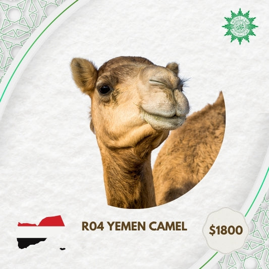 R04 Yemen Camel
