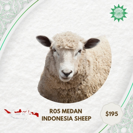 R05 Medan Indonesia Sheep