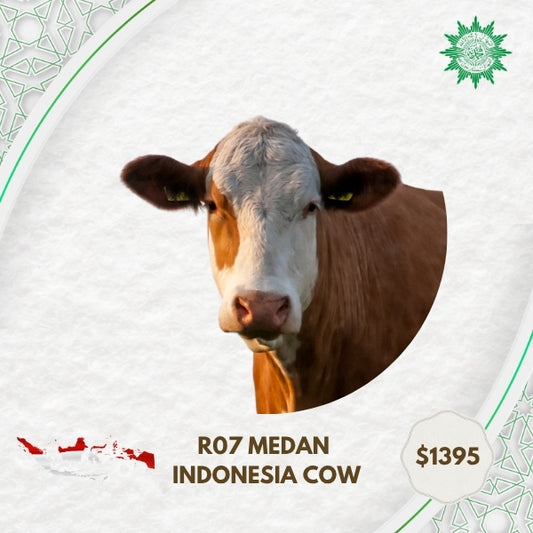 R07 Medan Indonesia Cow