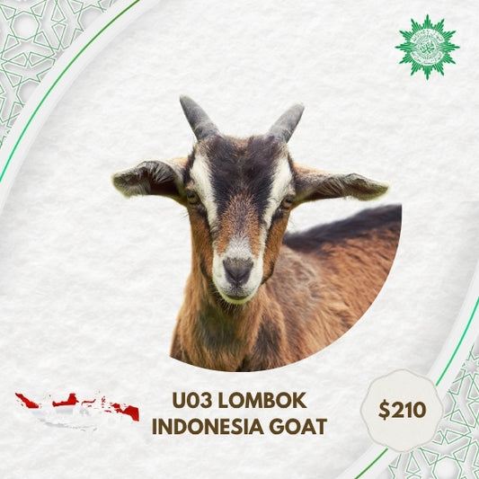 U03 Lombok Indonesia Goat