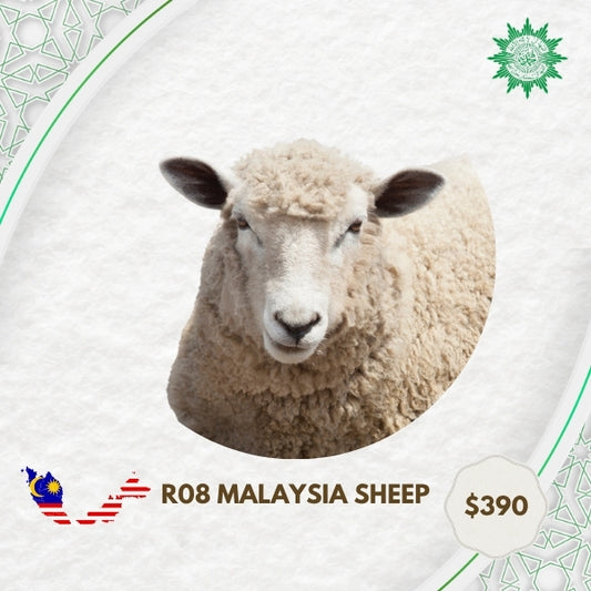 R08 Malaysia Sheep