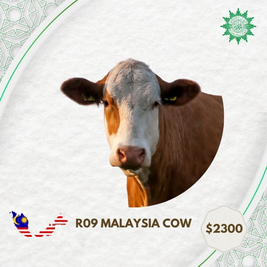 R09 Malaysia Cow