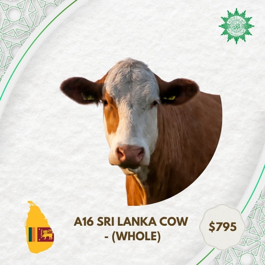 A16 Sri Lanka Cow - Whole