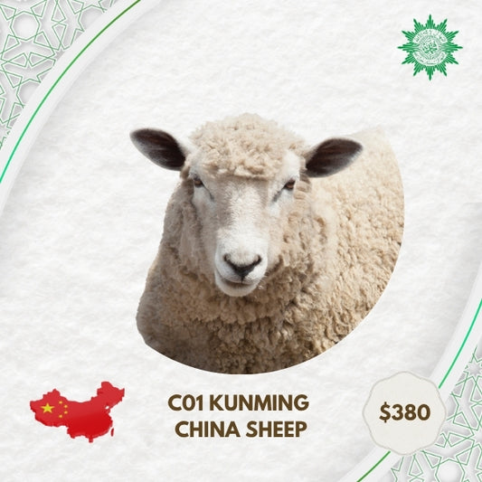 C01 Kunming China Sheep