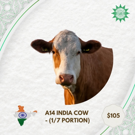 A14 India Cow - 1/7 Portion