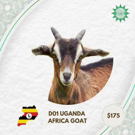 D01 Uganda Africa Goat