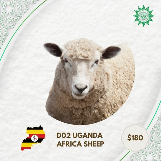 D02 Uganda Africa Sheep