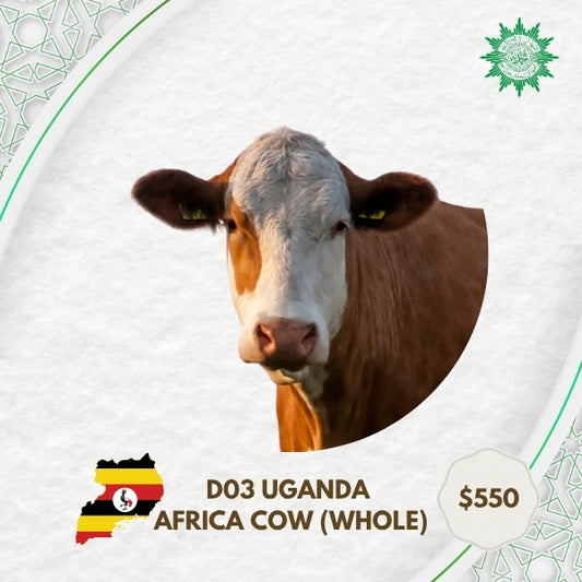 D03 Uganda Africa Cow - Whole