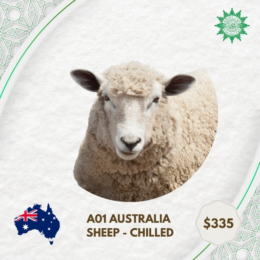 A01 Australia Sheep - Chilled