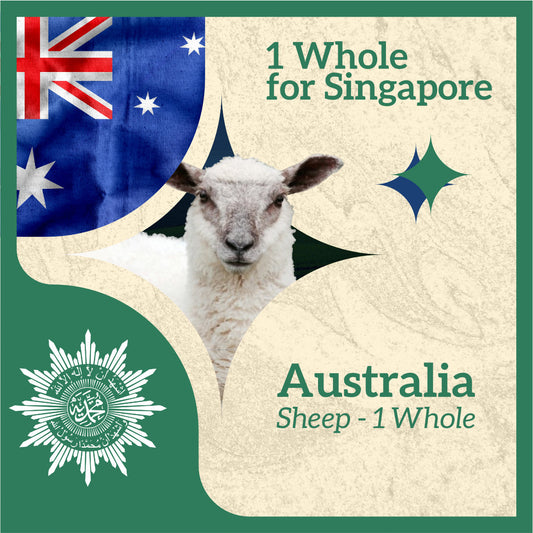 SHEEP (from Australia to Singapore)