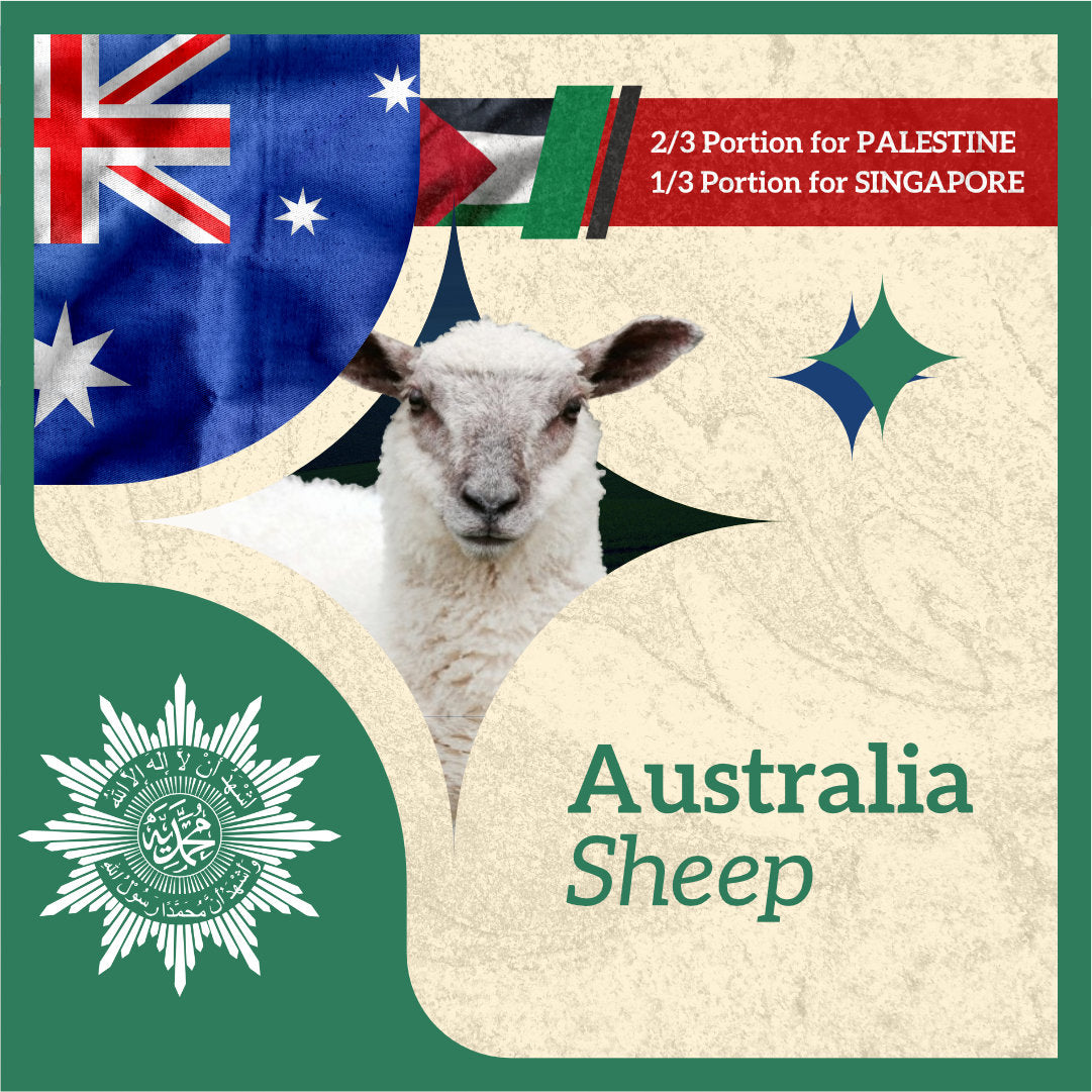 SHEEP (from Australia to Singapore & Palestine)