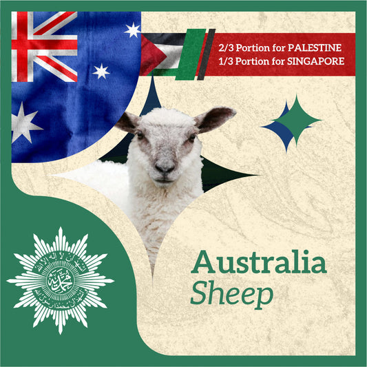 SHEEP (from Australia to Singapore & Palestine)