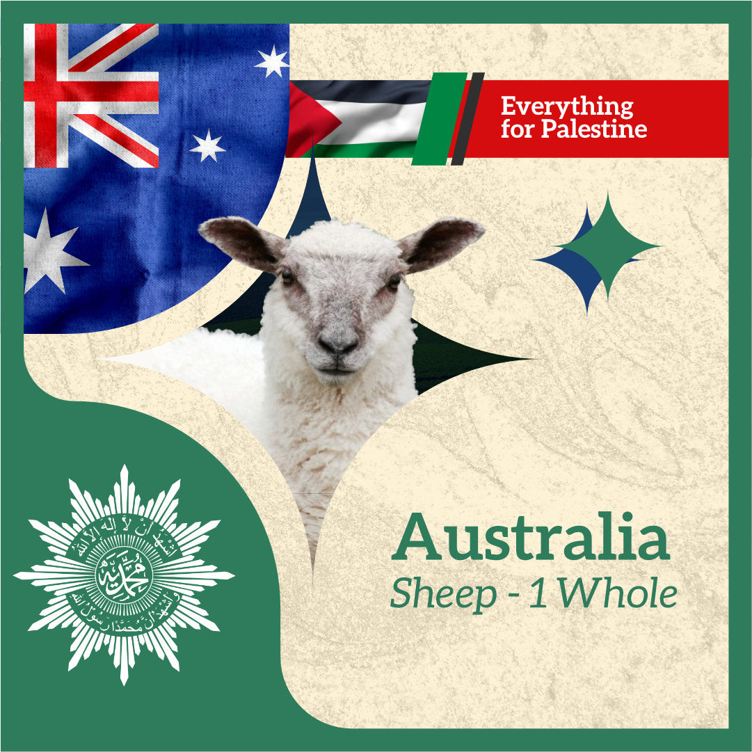 SHEEP (from Australia to Palestine)