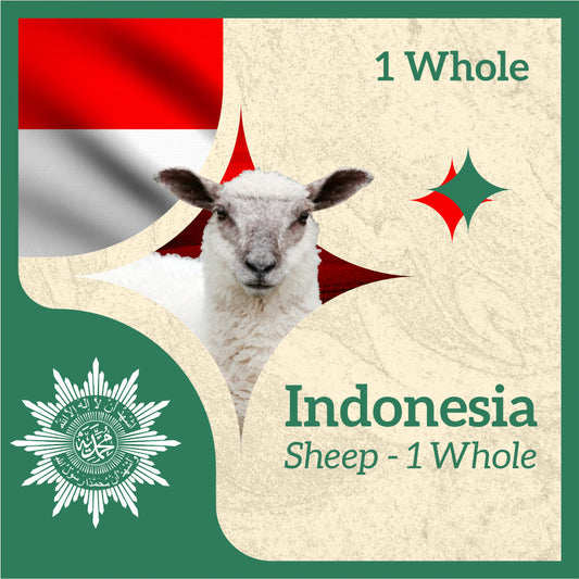 SHEEP (from Indonesia)