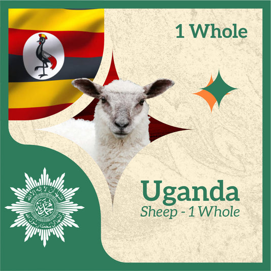 SHEEP (from Uganda)